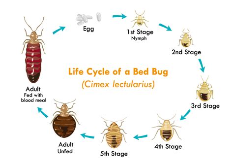 The 7 Stages Of A Bed Bugs Life Pronto Pest Management