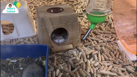 Cute Baby Hamsters At The Pet Shop In Tesco Malaysia Youtube