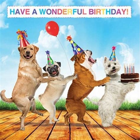 101 Funny Happy Birthday Dog Memes For Paw Lovers Everywhere