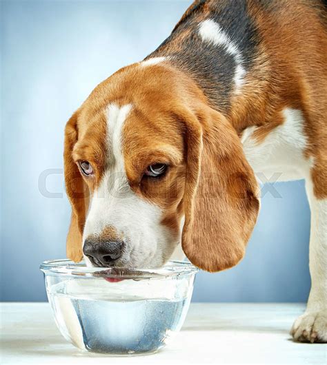 Beagle Dog Drinks Water Stock Image Colourbox