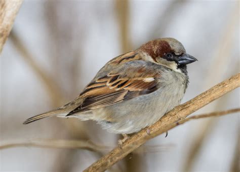 Male House Sparrow Male House Sparrow This Aggressive In Flickr