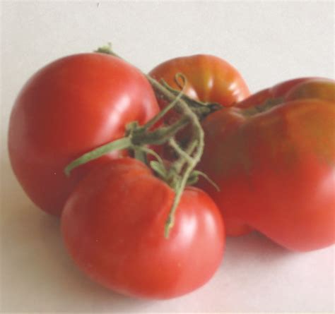 Tomato Early Prairie Fire — Seeds Trust