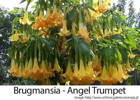 Angel Trumpet Care How To Grow The Brugmansia Tree