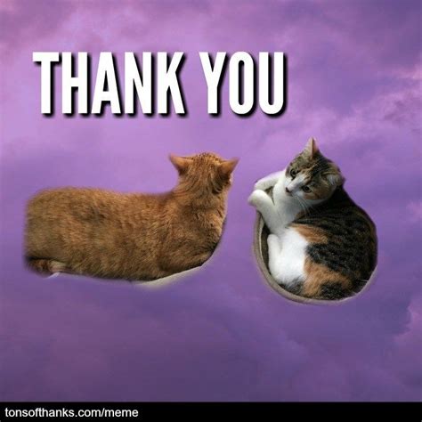 51 Nice Thank You Memes With Cats Thank You Cat Meme Thank You Memes