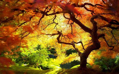 Pin By Susannah J Bell On Autumn Forest Wallpaper Wallpaper Background