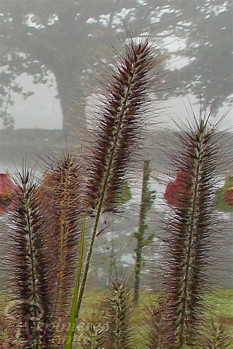 Pennisetum Alopecuroides Hamelin