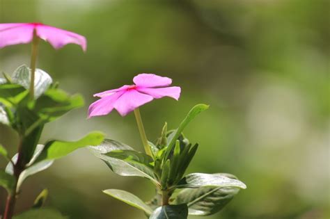 Free Photo Two Pinky Flowers