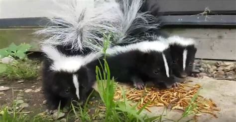 The same principles apply for decks and sheds, or anything a raccoon can crawl under, as trees make it super easy. How do you know if you have a skunk under your shed or porch?