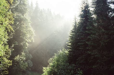 Morning Light In Beautiful Pine Forest By Stocksy Contributor Cosma