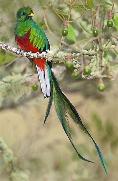 El Quetzal Ave Nacional De Guatemala Beautiful Birds Pretty Birds