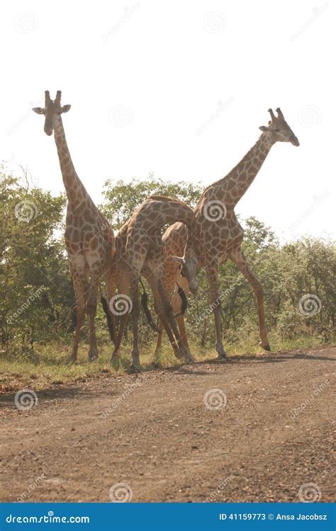 Giraffes Playing Stock Photo Image 41159773