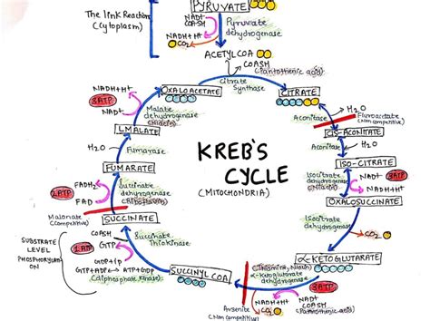 Tricarboxylic Acid Cycle Krebs Cycle Imedscholar
