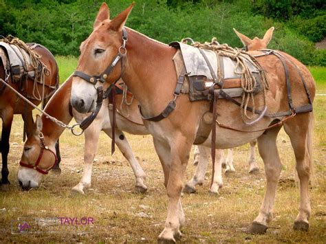 Pack Horses For Sale Feliks Zeki