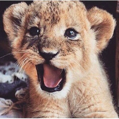 Bekijk meer ideeën over schattige dieren, dieren, schattig. Pinterest : @lisavdveen || ☼♡ | Schattige dieren ...