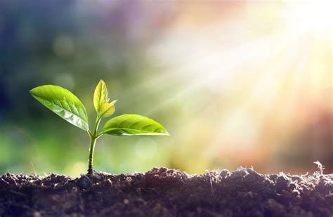 Growth Plant Growing Church Growth Trust