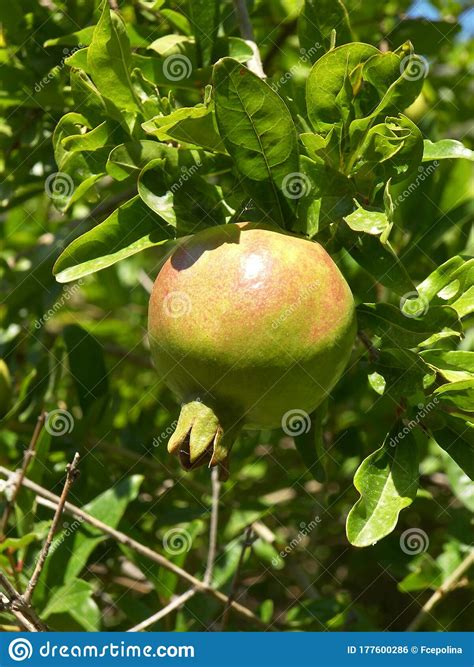 Russian 26 is as heat tolerant as it is cold tolerant. Pomegranate tree leaves stock photo. Image of food, nature ...