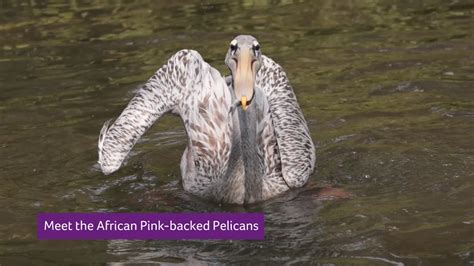 Pelican Feeding At Birdland Park And Gardens Youtube