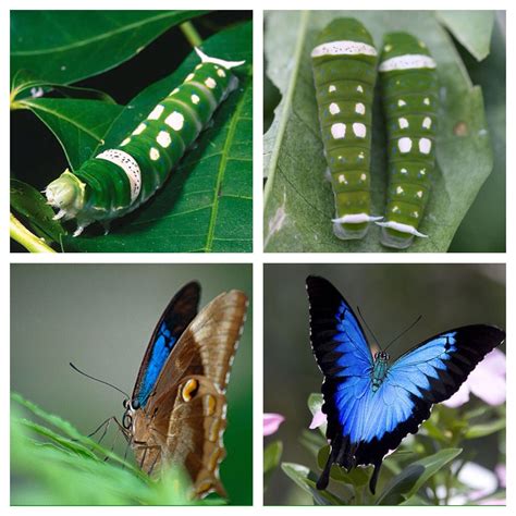 The Ulysses Butterfly Is A Large Swallowtail Butterfly Of Australasia