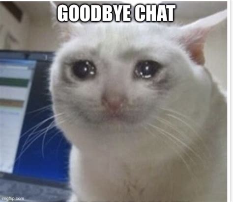 Sad Cat Imgflip