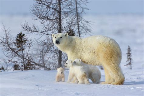 Mother Polar Bear With Three Cubs Photograph By Keren Su