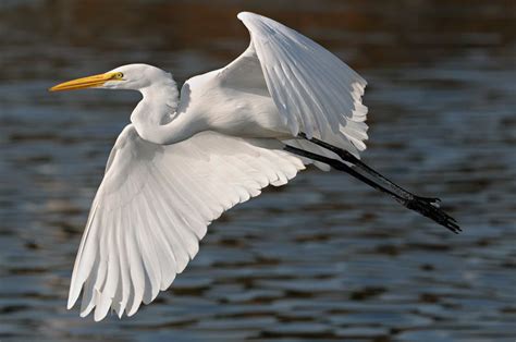 Beautiful Egret Flying Above A Southern California Lake Vintage Bird