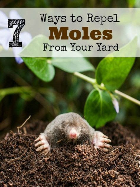 If Moles Have Become A Problem In Your Yard Take A Look At These 7