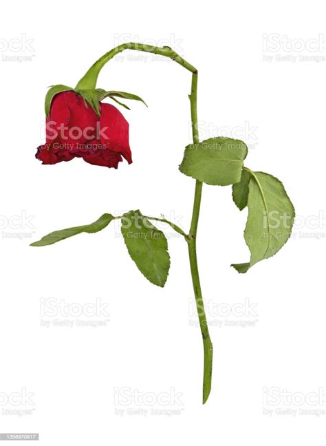 Withered Roses Isolated On White Background With Clipping Path Photo