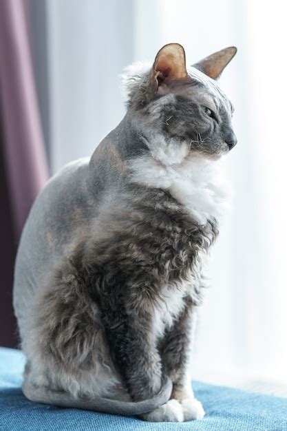 Premium Photo Portrait Of Donskoy Sphynx Cat At Home