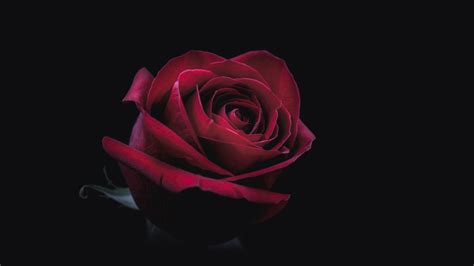 7680x4320 Rose Oled 8k 8k Hd 4k Wallpapers Images Backgrounds Photos