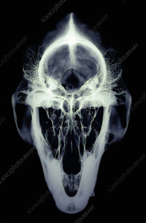 Gorilla Skull X Ray Stock Image Z9120079 Science Photo Library