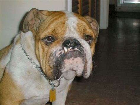 The Ugliest Dogs In The World 24 Pics