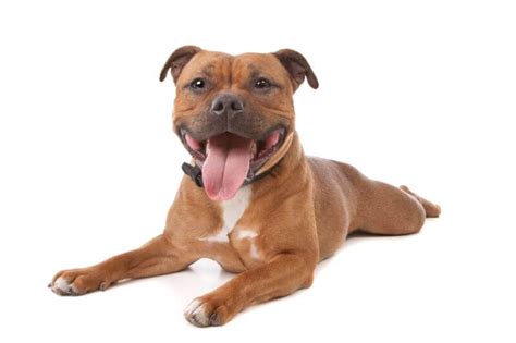 Are american staffordshire terriers good with kids? The Cost of a Staffordshire Bull Terrier (with Calculator ...