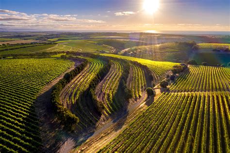 The Ultimate Guide To The Best Mclaren Vale Wineries