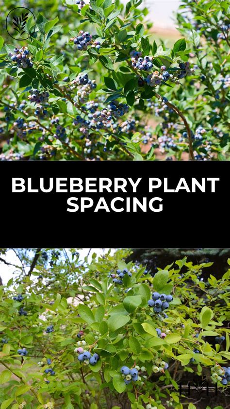 Blueberry Plant Spacing 🌱 ↔️ 🌱 Getting The Distance Right For Fruitful