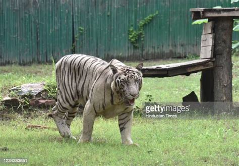 White Tiger In India Photos And Premium High Res Pictures Getty Images