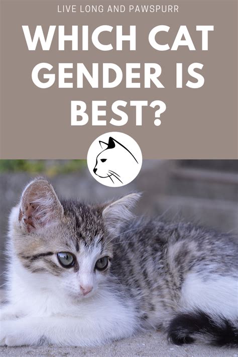 Which Cat Gender Is Actually Best Artofit