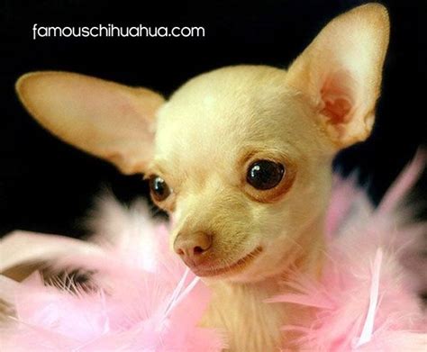 Teacup Chihuahua Personality Traits Pets Lovers