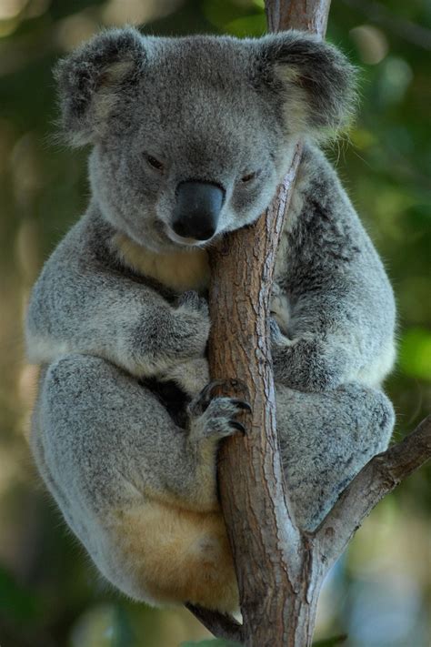 Koala What Do Koalas Eat Marsupials Rodents Science