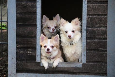Small Group Chihuahuas Looing Out Wooden House Garden Stock Photo