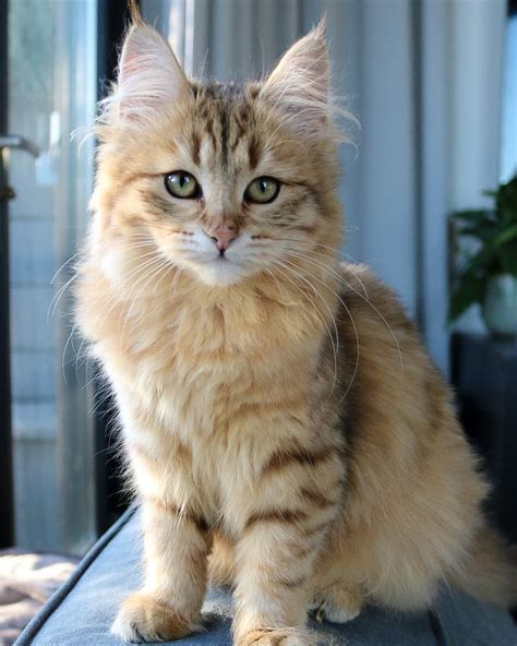 Gorgeous Siberian Kitten Reyebleach