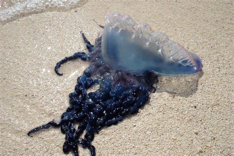 Watch Thousands Of Venomous Jellyfish Like Creatures Take Over
