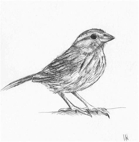 Buy Song Sparrow Ink Drawing By Ian Wilgaus On Artfinder Discover