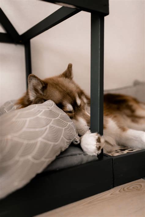 Für den hund ist wichtig, dass seine bedürfnisse befriedigt werden. So einfach kann man sich eine moderne Hundehütte für die ...