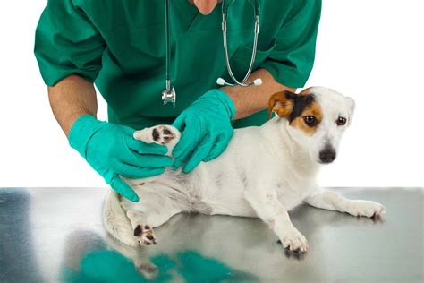 Everything You Need To Know About Umbilical Hernias In Dogs Animalso