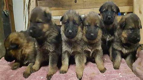 German Shepherd Puppies Adoption Ohio Petsidi