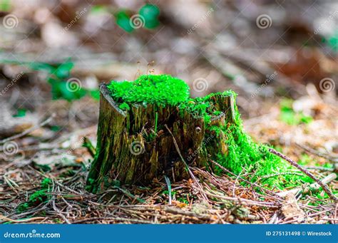 Tree Stump Covered With Green Moss In A Natural Outdoor Setting Stock