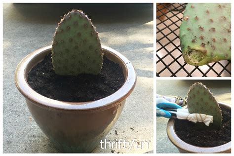 How To Root A Prickly Pear Cactus This Post Will Teach You All About