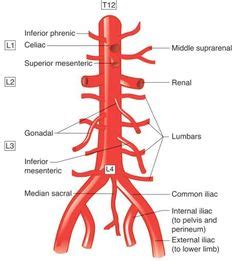 These vessels are channels that distribute blood to the body. abdominal arteries diagram | gastro | Study, Diagram