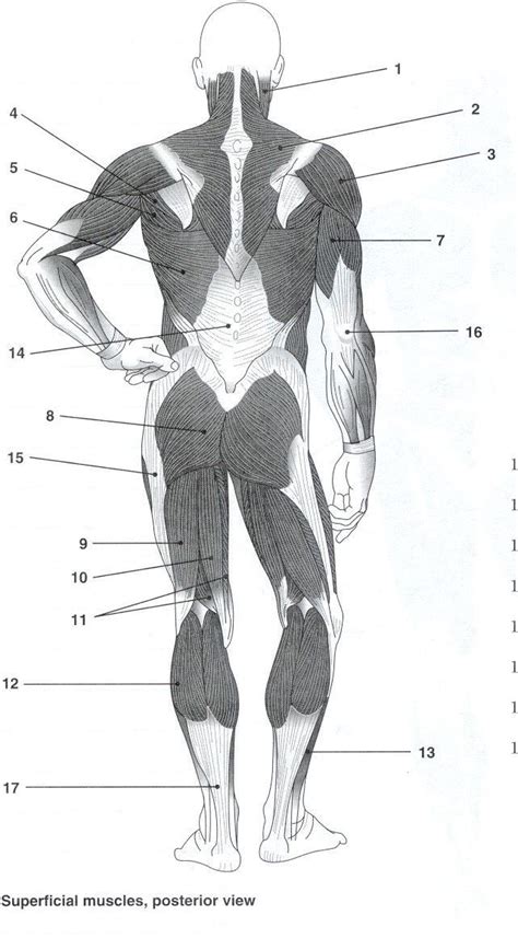 Blank Muscle Diagram To Label Unique Posterior Muscles Unlabeled Study Resources Human Muscle