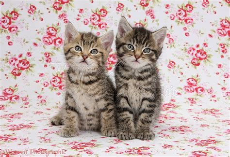 Two Cute Tabby Kittens On Flowery Background Photo Wp36415